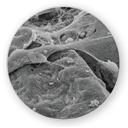 Early Osteoprogenitor Cell Integration